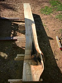 Ambrosia Maple